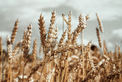 Wheat ears field sky. Golden glowing wheat. Vintage nature landscape. Agricultural wheat grow up background
