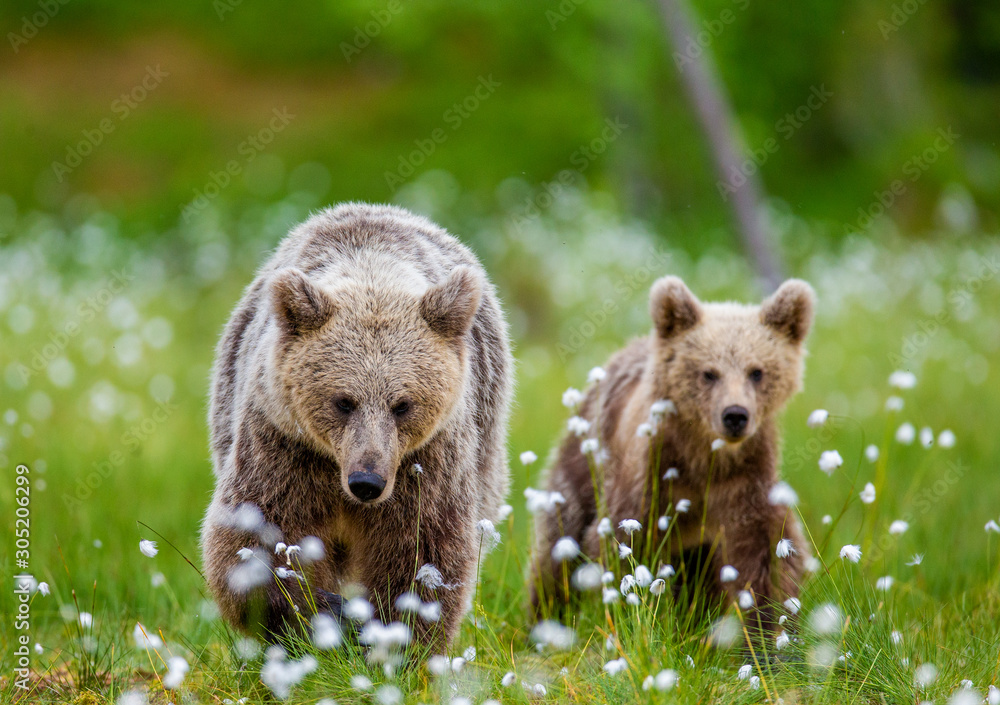 Obraz premium She-bear with cub in a forest glade surrounded by white flowers. White Nights. Summer. Finland.