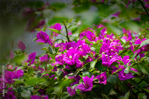 pink flowers in the garden