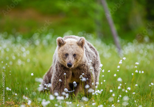 Brown bear in a forest glade surrounded by white flowers. White Nights. Summer. Finland. © gudkovandrey