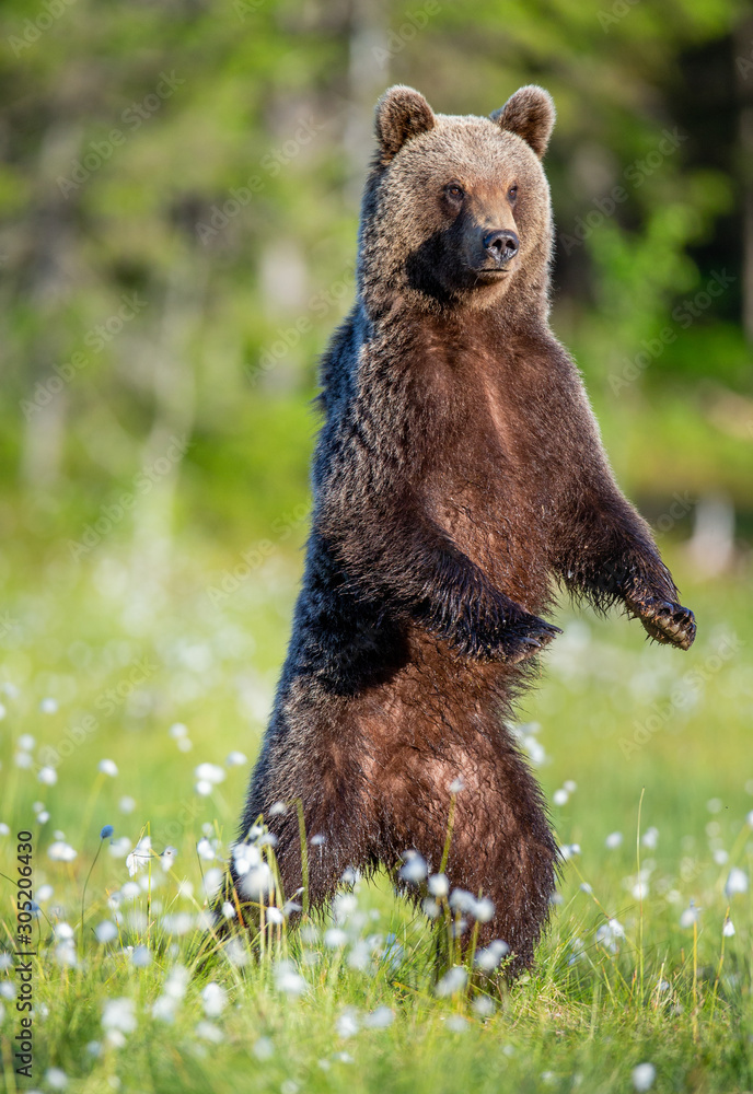 Obraz premium Brown bear is standing in a forest glade. Funny pose. White Nights. Summer. Finland.