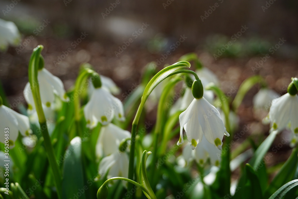 Field of blooming snowdrops flowers. Focus on foreground. Field of blooming snowdrops flowers. Focus on foreground.