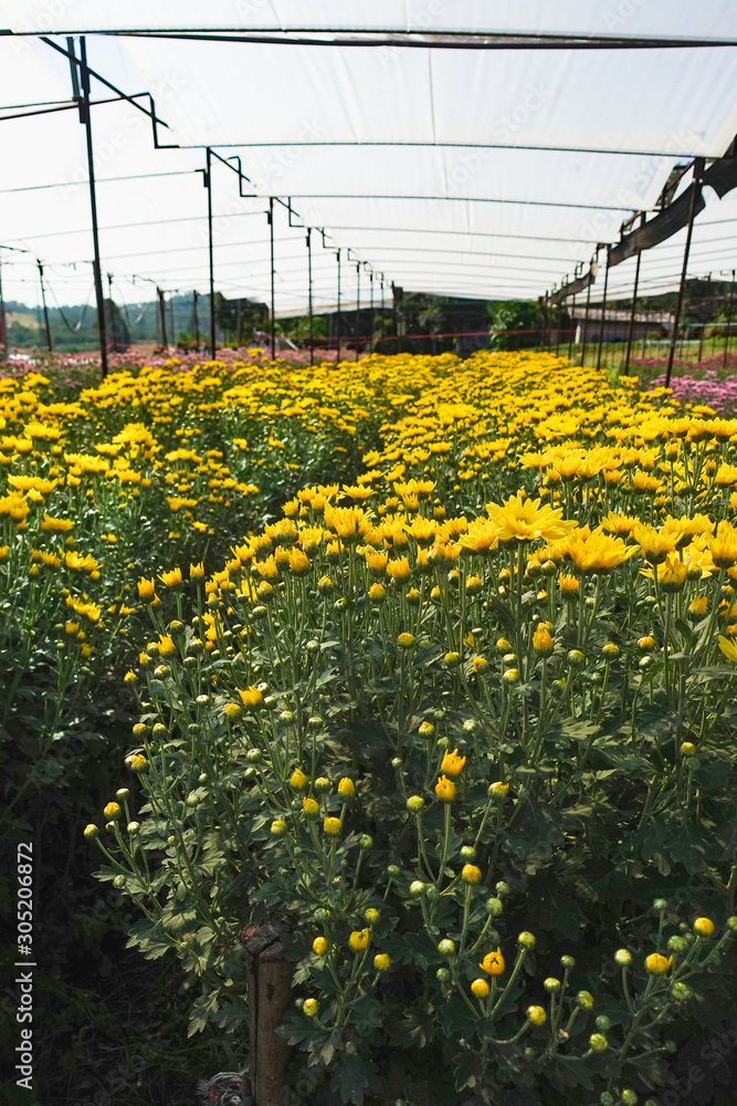 Fototapeta premium Beautiful garden of Chrysanthemum flowers