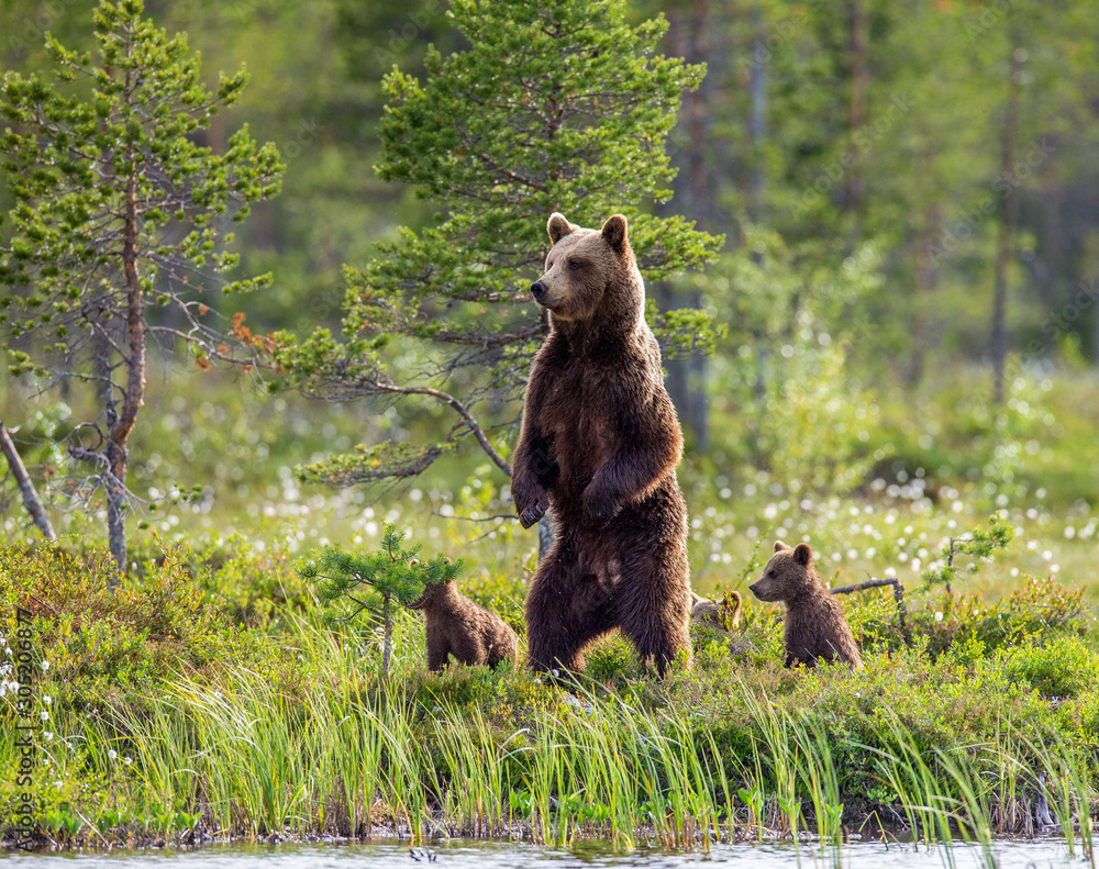 Fototapeta premium She-bear with cubs in a forest glade. White Nights. Summer. Finland.