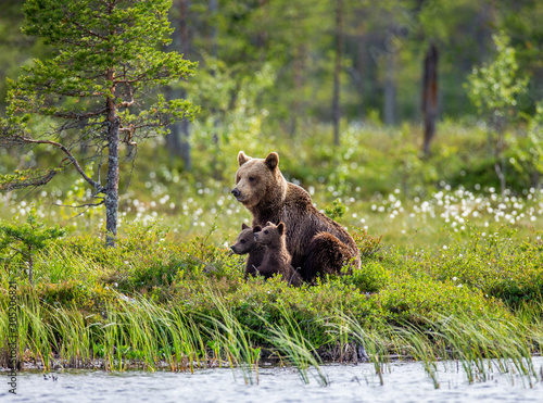 Wallpaper Mural She-bear with cubs on the shore of a forest lake. White Nights. Summer. Finland. Torontodigital.ca