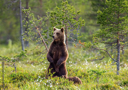 Fotografie Brown bear in a forest glade is standing on its hind legs