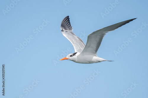 Royal Tern