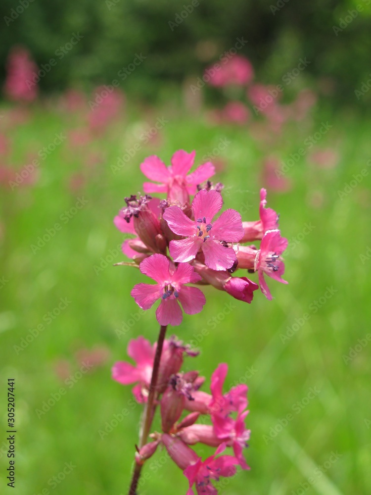 Flower Flower