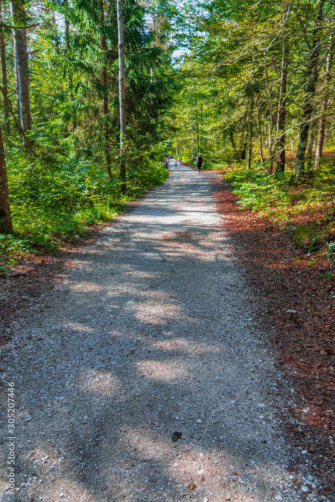 Fototapeta premium road in the forest