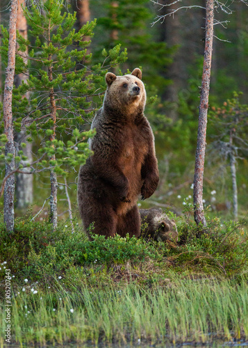 She-bear with cubs in a forest glade. White Nights. Summer. Finland. © gudkovandrey