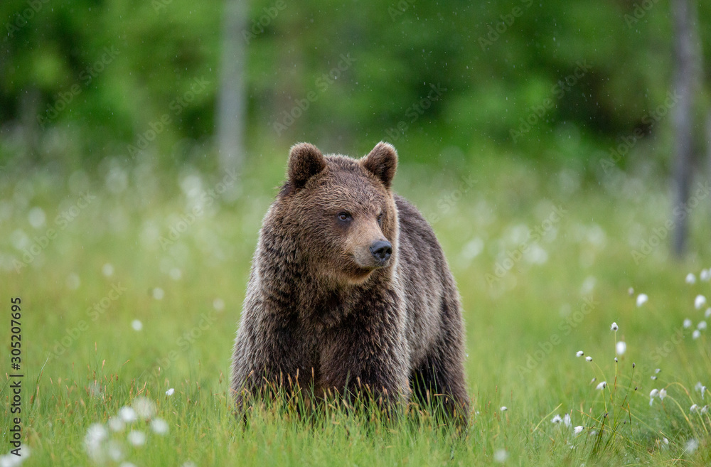 Brown bear in a forest glade surrounded by white flowers. White Nights. Summer. Finland. Brown bear in a forest glade surrounded by white flowers. White Nights. Summer. Finland.
