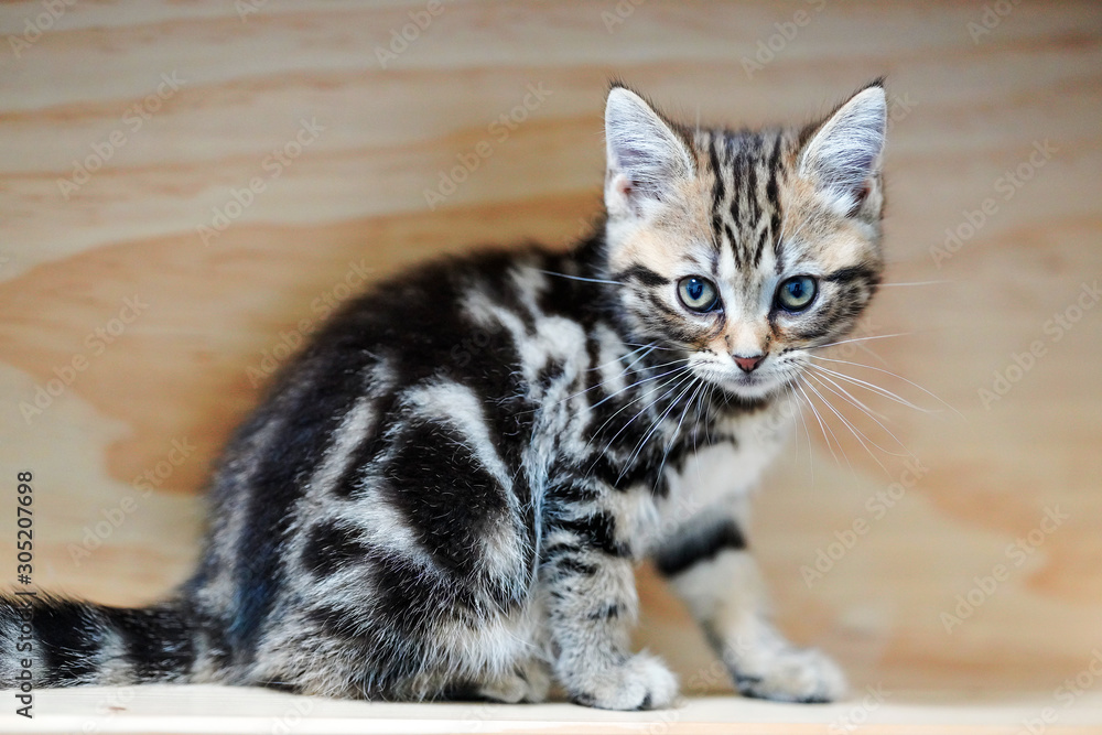 American shorthair on a wooden background American shorthair on a wooden background