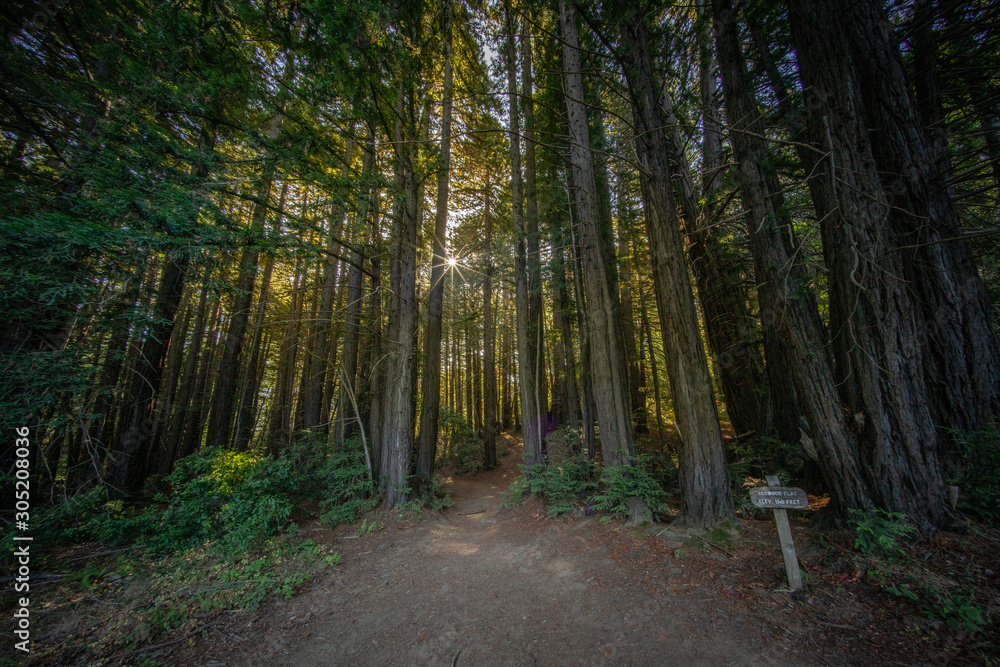 Obraz premium Forest