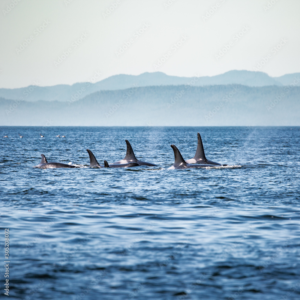 Killer Whales pod in British Columbia, Canada