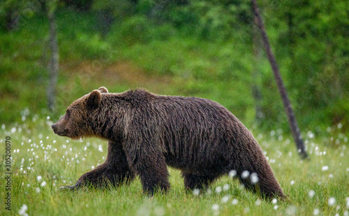 Brown bear is walking through a forest glade. Close-up. Summer. Finland. © gudkovandrey