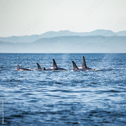 Obraz na płótnie Killer Whales pod in British Columbia, Canada w salonie