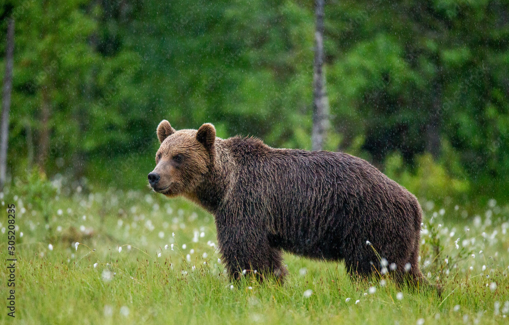 Brown bear is walking through a forest glade. Close-up. Summer. Finland. Brown bear is walking through a forest glade. Close-up. Summer. Finland.
