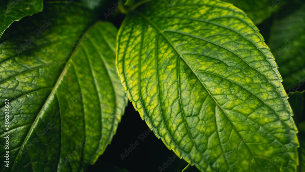 green leaf of a tree green leaf of a tree