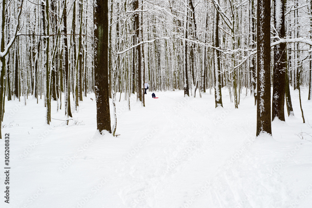 Fototapeta premium frosty winter woodlands