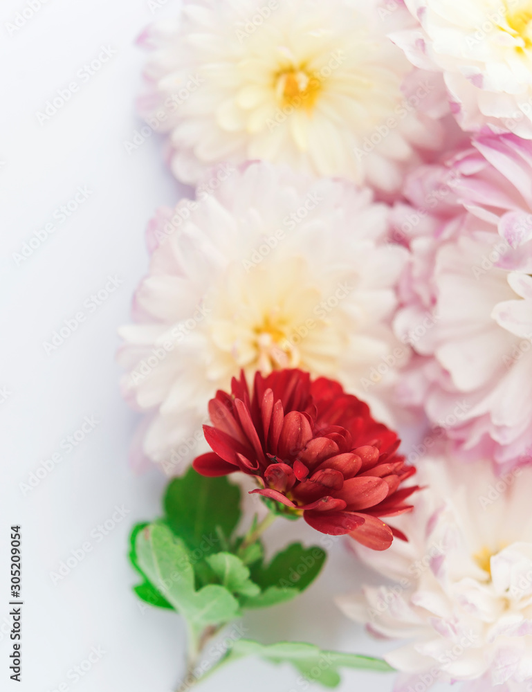 beautiful flowers isolated on white background