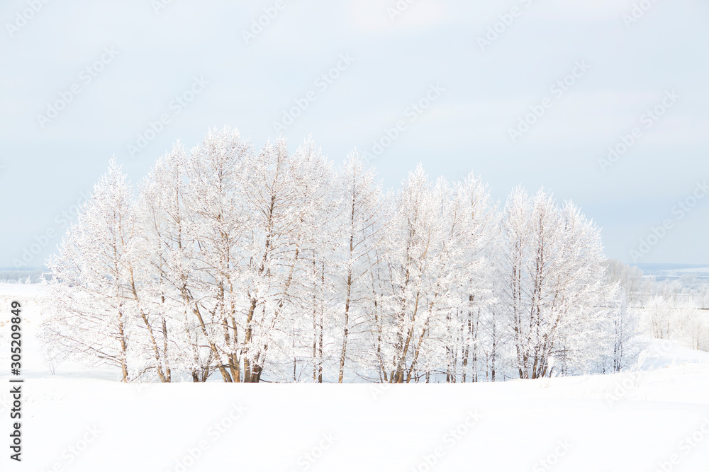 Birch forest in winter Birch forest in winter