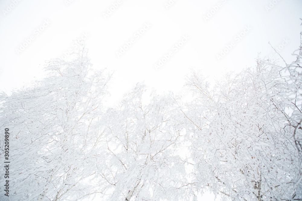 Birch branches covered with hoarfrost Birch branches covered with hoarfrost
