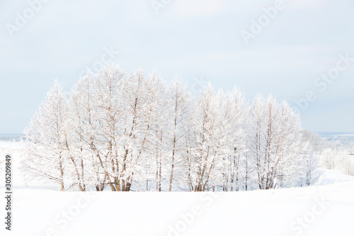 Birch forest in winter © Alik Mulikov