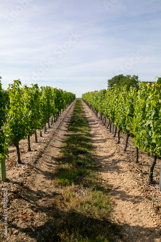 a woman in a vineyard 