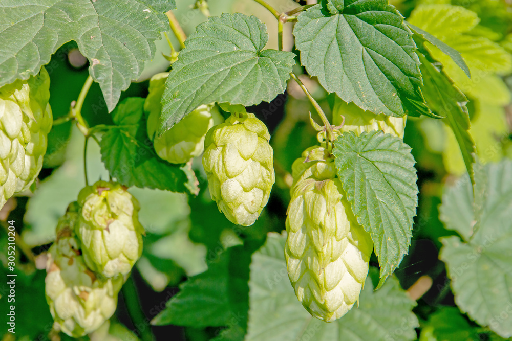 green hops with leaves green hops with leaves