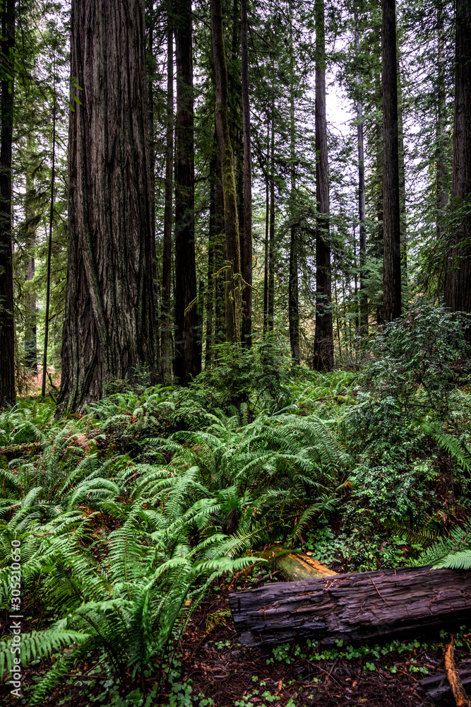 Fototapeta premium Ferns and Redwoods