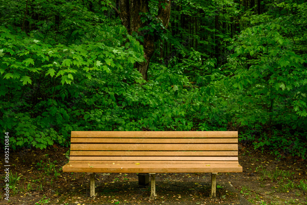 Empty Bench Sits In Front of Lush Forest Empty Bench Sits In Front of Lush Forest