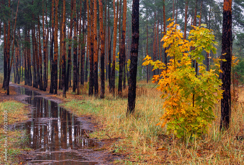 Forest. It's raining. Trees are reflected in puddles. Autumn weather. Damp.