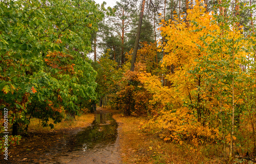 Forest. It's raining. Trees are reflected in puddles. Autumn weather. Damp. © Mykhailo