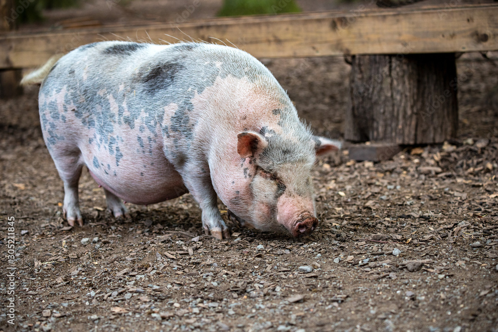 Full body of adult Vietnamese Pot-bellied on the farm Full body of adult Vietnamese Pot-bellied on the farm
