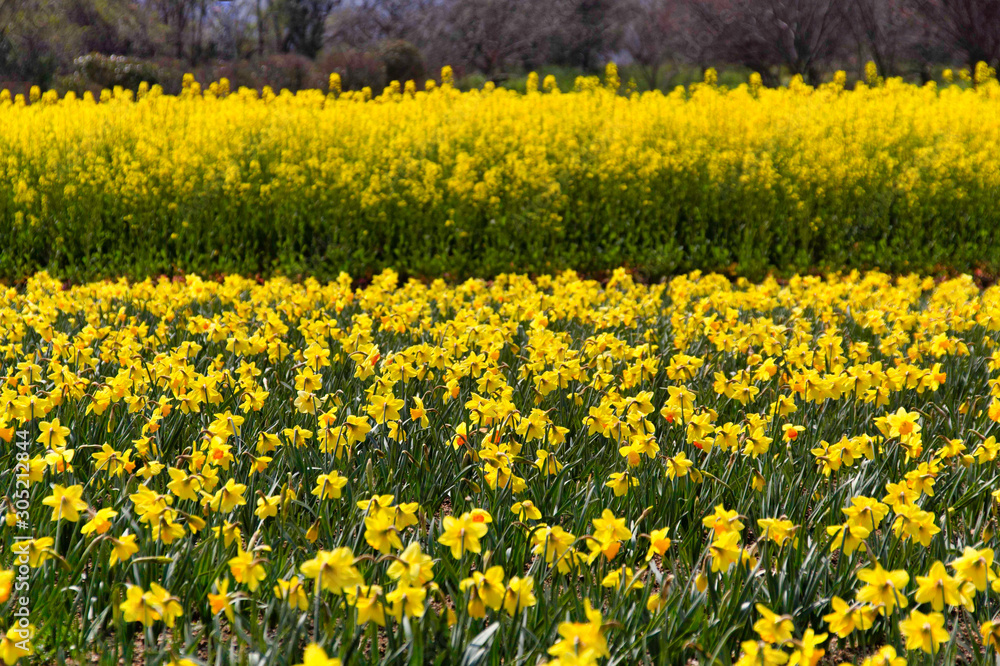 Fototapeta premium 菜の花畑