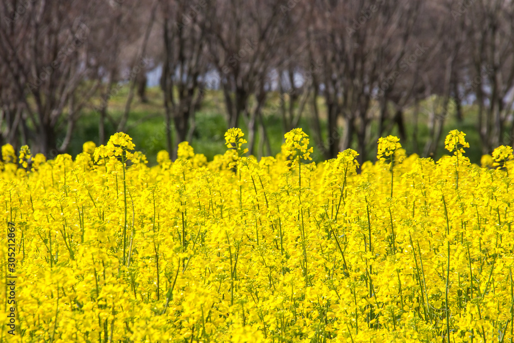 Obraz premium 菜の花畑