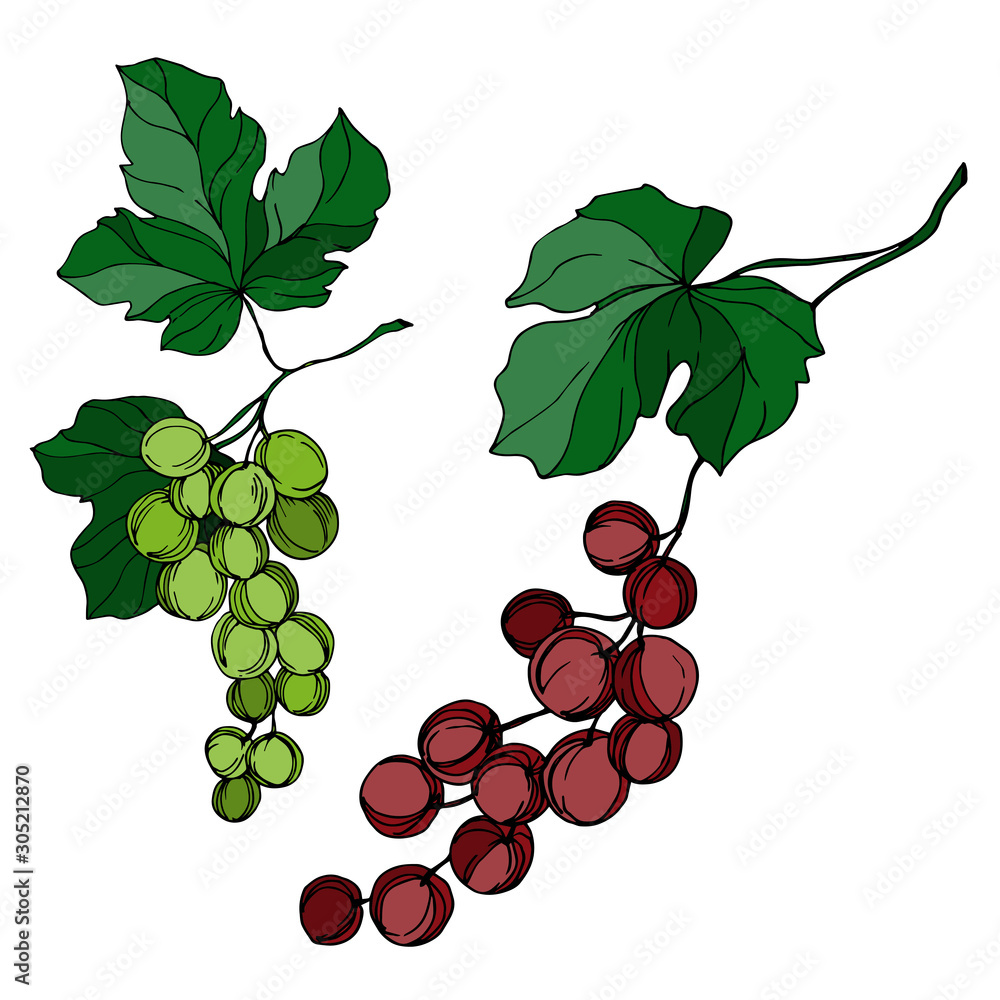 Fototapeta premium Vector Grape berry healthy food. Black and white engraved ink art. Isolated grapes illustration element.