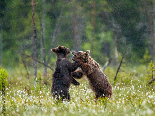 Two young brown bears are playing in a forest clearing with each other. It's raining. Summer. Finland.