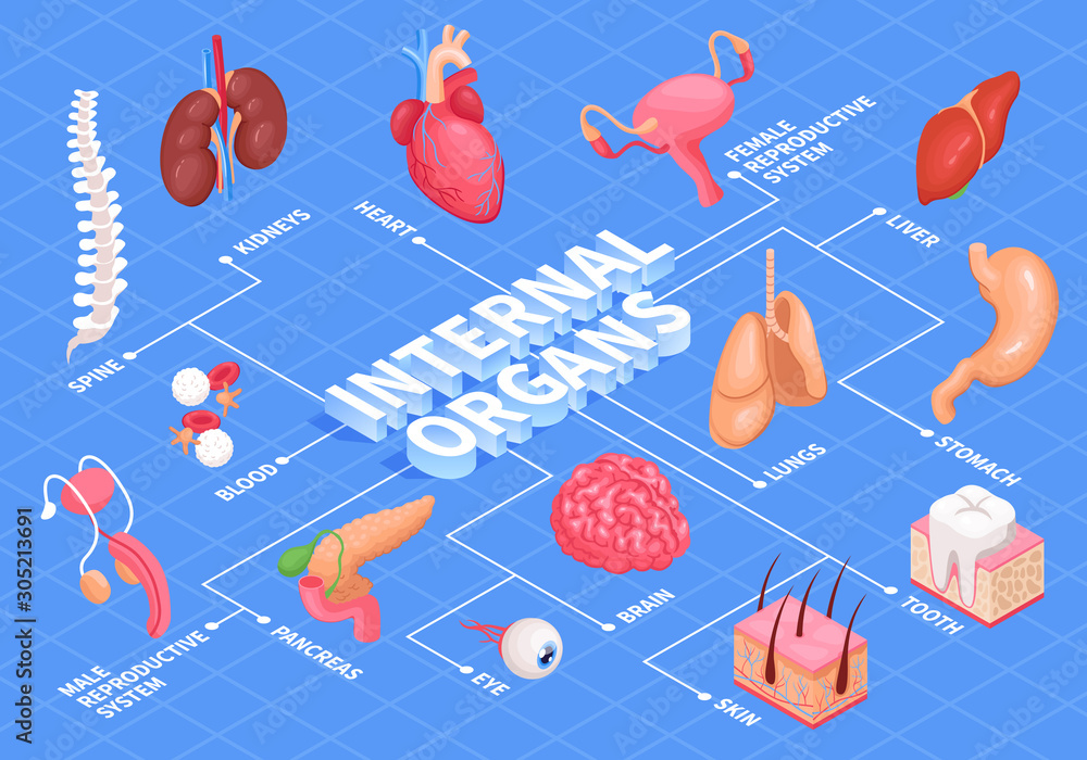 Human Organs Flowchart Stock Vector Biology Diagrams