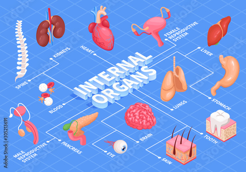 Human Organs Flowchart