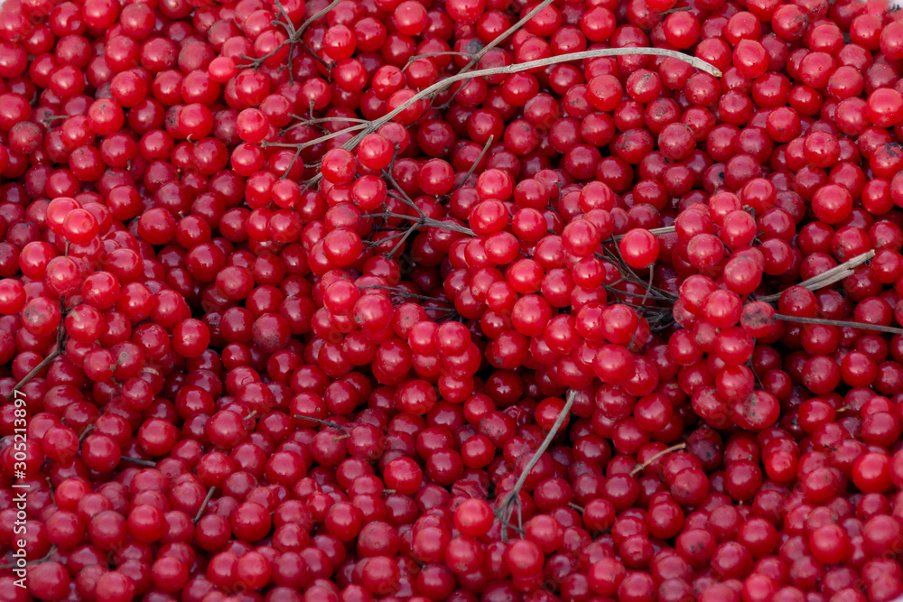 Harvest of viburnum berries collected in November in the White Basin. Harvest of viburnum berries collected in November in the White Basin.