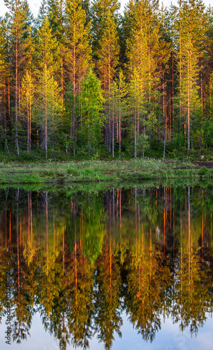 Trees in the forest stand on the edge of a forest lake with a clouding reflection and color. Awesome light at sunset. Summer. Finland.