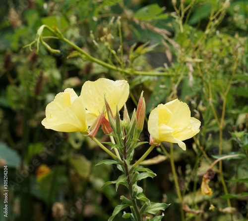 (Oenothera biennis) Gros plan sur fleurs d'Onagre bisannuelle à quatre pétales avec ses étamines et ses boutons