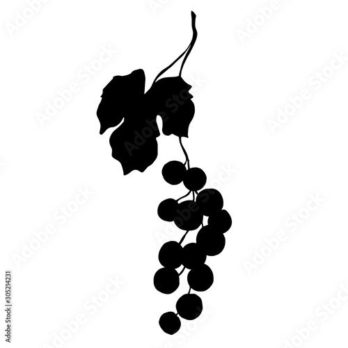 Vector Grape berry healthy food. Black and white engraved ink art. Isolated grapes illustration element.