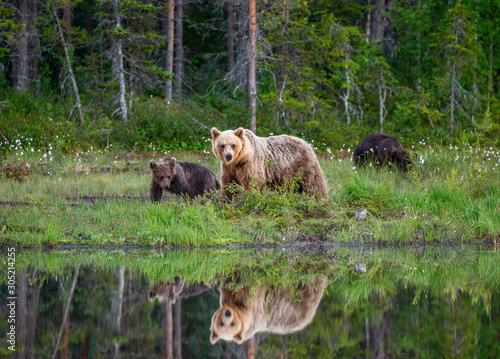 She-bear with a cubs bear walks along the edge of a forest lake with a stunning reflection. Summer. Finland.