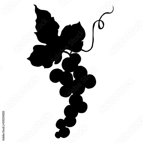 Vector Grape berry healthy food. Black and white engraved ink art. Isolated grapes illustration element.