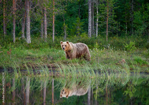 Brown bear is standing on the edge of a forest lake with a stunning reflection. White Nights.