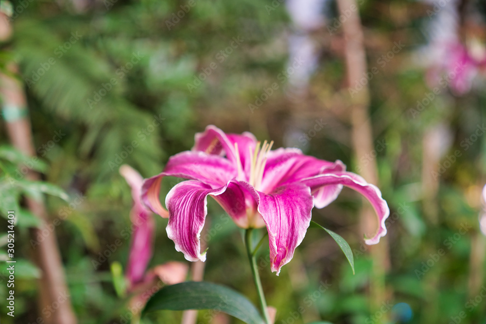 pink and white Hippeastrum.Blooming colorful flowers in garden as floral background pink and white Hippeastrum.Blooming colorful flowers in garden as floral background