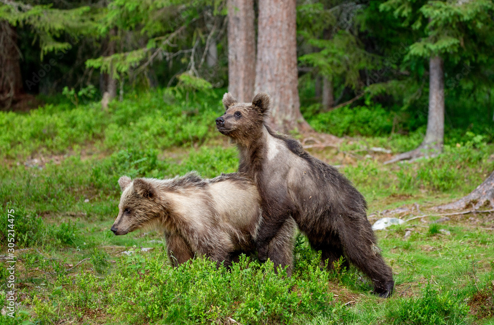 Obraz premium Two young brown bears are playing in a forest clearing with each other.. Summer. Finland.