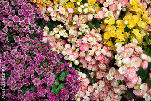 Fototapeta Naklejka Na Ścianę i Meble -  Beautiful  flower.Blooming colorful flowers in garden as floral background